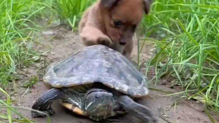 Turtle-Dog Duo