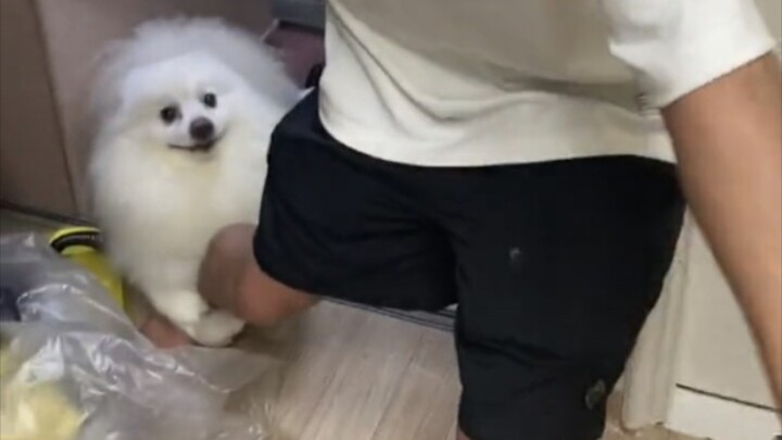 The little dog always manages to find the person who’s most afraid of dogs.