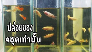 ปล่อยของปลากัดชุดเฉพาะกิจ4ชุดเท่านั้นหมดแล้วหมดเลยสไตล์korattv