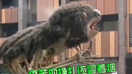 绝望的考拉在大火中哭泣，一整个被震撼到了....