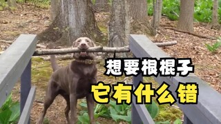 How irresistible is a stick to dogs!