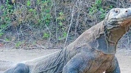 动物世界，印度巨蜥吃小动物视频。一口吞