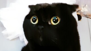 ها هو الفيديو الذي طلبتموه، كيتشيو تسوي ترتدي ملابس نسائية!