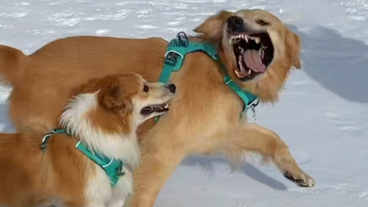 [คลิปสัตว์]ห้ามพาน้องหมาไปเล่นสกีเด็ดขาด!!!