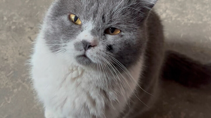 Kucing yang sudah memasuki masa tua lebih awal!