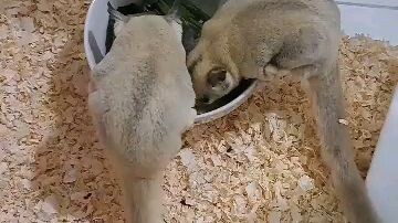 Sugar Glider Platinum original