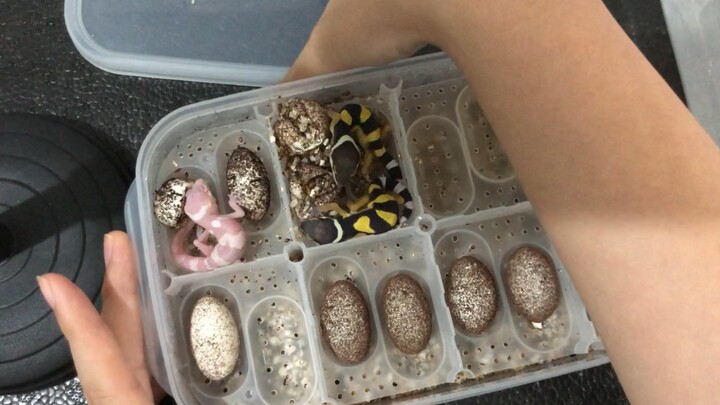 Animal|The Leopard Gecko Lizard