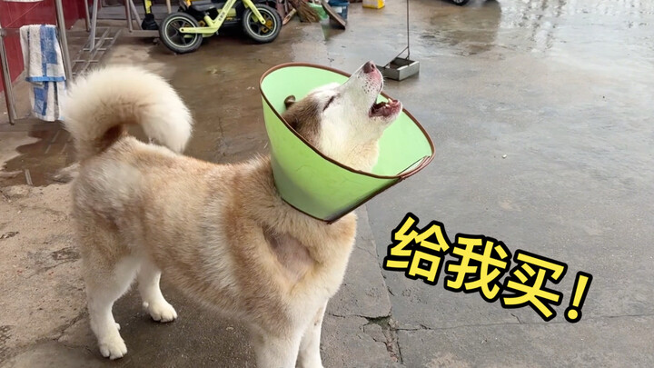 As soon as the bread seller arrives, the husky starts barking and begging for a bite, howling like c