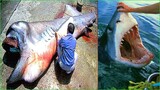 Catching Seafood 🦀 ASMR Relaxing (Catch Shark , Catch Fish ,Deep Sea Monster ) #493