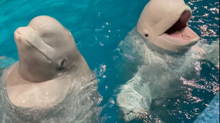 下班了 下水陪大白小黑玩会儿