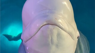 ما قاله لي داباي بلغة الحيتان لم أفهمه، هل فهمتم ماذا يعني؟