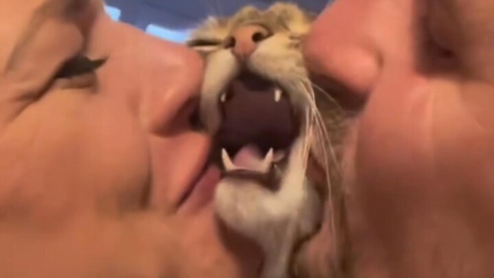 Mencium kucing, lihatlah reaksinya