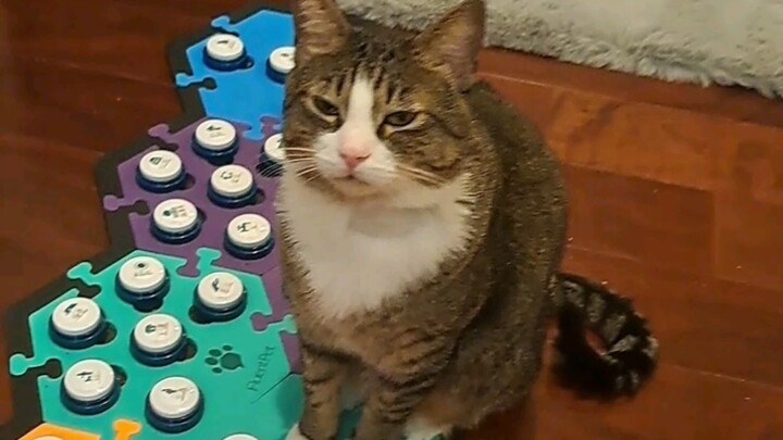Kucing ini pernah mempelajari ilmu perang, pandai memancing harimau keluar dari sarang, dan juga pah