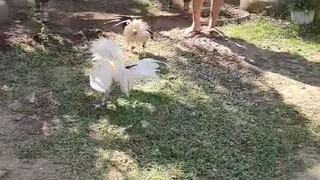 mamaw kung si liit