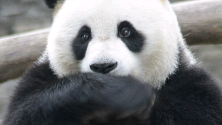 The giant panda Yichang became a * and gasped with anger after hearing the complaints from touri