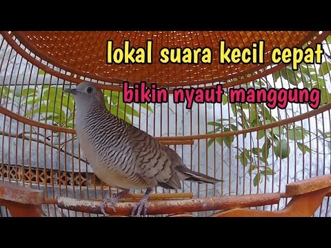 Perkutut lokal gacor suara kecil.