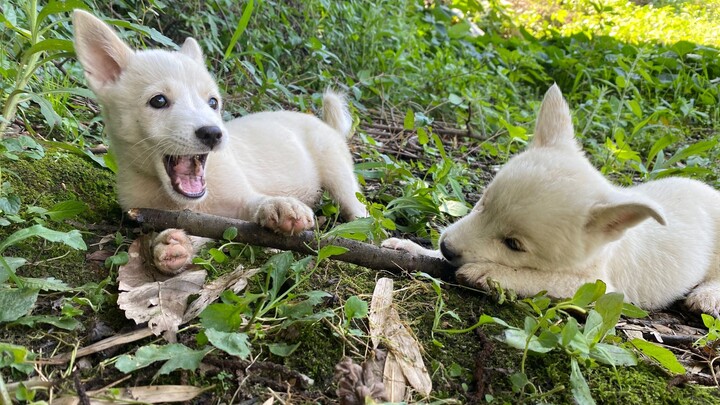 2 chú chó con ăn con thú cưng mới của tôi