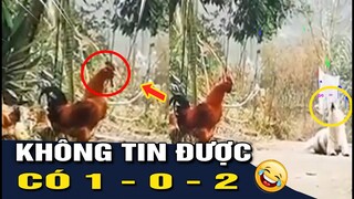 Tổng hợp clip "HÀI HƯỚC" 'HÀI ĐỘNG VẬT' không cười không lấy tiền P13| Góc Lầy Lội