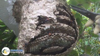 Liều Mình "BẮT SỐNG ONG VÒ VẼ KHỦNG" Giữa Ban Ngày | Hội Ngộ Miền Tây - Tập 518