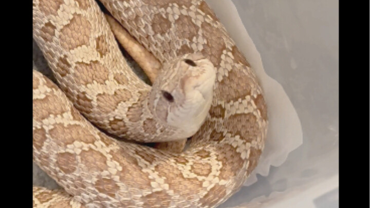 [Pig-nosed Snake] How can there be a snake that just stands there waiting for people to pet it!