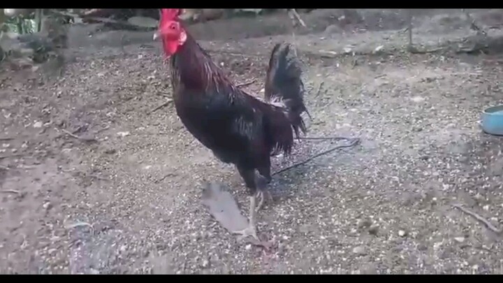 Manok natin sa probinsya yung iba Open ear