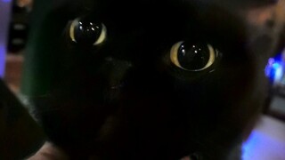 猫咪的脸越摸越大，这是真的吗？尤其黑猫……