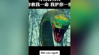 Rắn cứu người film phimhaymoinhat phimhaymoingay