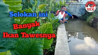 Mancing Ikan Tawes di Selokan Buat Di Pelihara