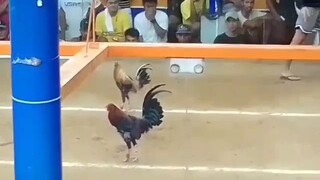 win