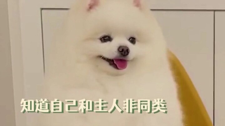 ลูกสุนัขรู้ว่าตัวเองเป็นลูกสุนัข