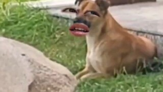 看似三条狗，实则四条狗