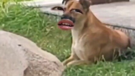 ดูเหมือนจะมีสามตัว แต่จริงๆ แล้วมีสี่ตัว