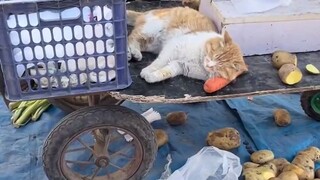 陪主人卖菜的猫咪，画面太和谐了