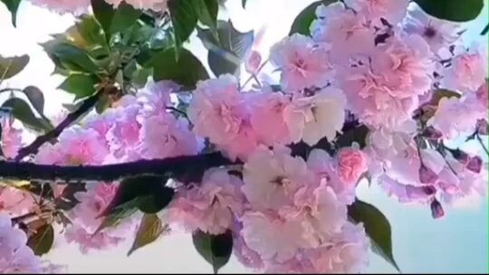 美麗的音樂