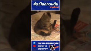 สัตว์โลกกวนตีน เเมวพูดได้ #short #easyboy #พากย์นรก #เเมวตลก #เเมวฮาๆ #คลิปตลก