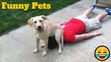 💥Funny Pets Viral Weekly😂🙃💥 of 2020 | Funny Animal Videos💥👌