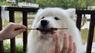 Semi-automatic kebab-grilling technique, CC'd to all puppies!!