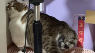 As soon as he sees that I’m not giving him food, he immediately runs over and starts causing trouble