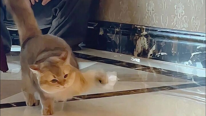 Kucing: “Aku memang bukan manusia, tapi kalian benar-benar anjing~”