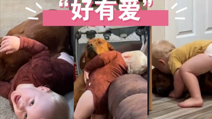 Interaksi Hangat Anjing dan Bayi Kecil | Kehidupan Sehari-hari Hewan Peliharaan Menggemaskan
