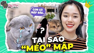 Bữa ăn SANG CHẢNH của Mèo nhà LND, bảo sao Méo không mập | ĐUỸ MÈO COLLECTION