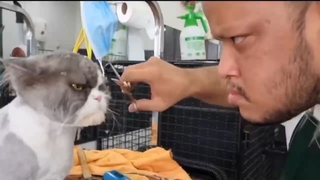 สุนัขและเจ้าของเป็นเหมือนจริง