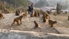 monkey | monkey playing | monkey in temple | monkey eating