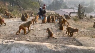 monkey | monkey playing | monkey in temple | monkey eating