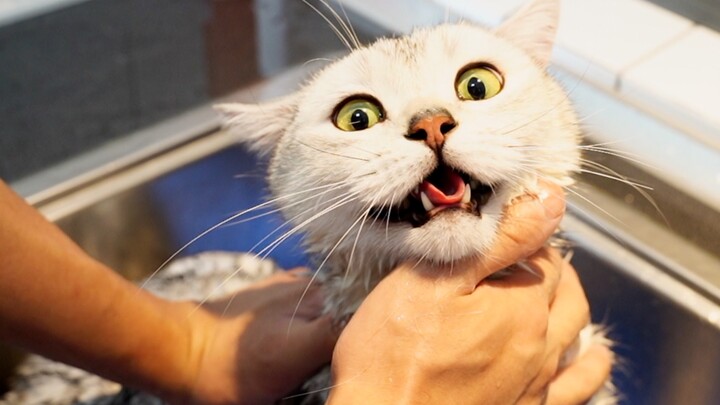 As soon as the cat heard they were about to “deal with” him, he freaked out—either way, should we ju