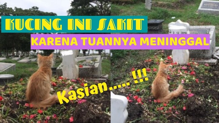 Kucing ini Sakit Karena Tuannya Meninggal