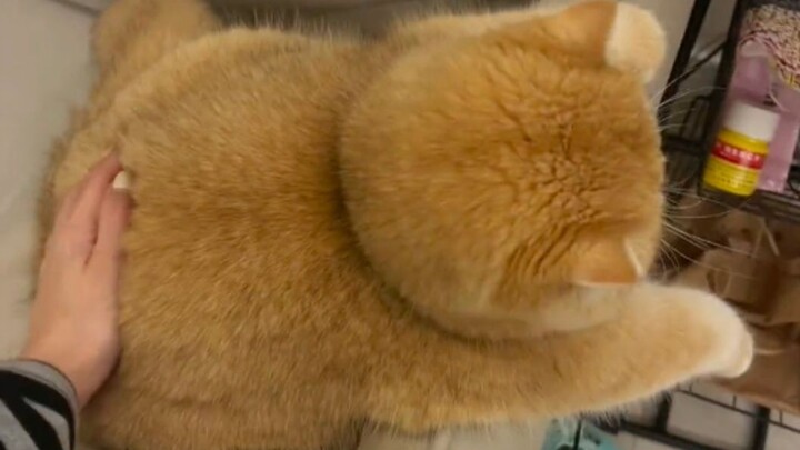 How can there be such a chubby cat~!!!