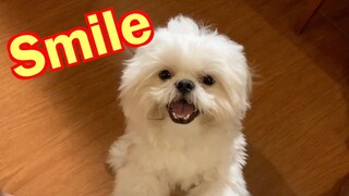 Shih Tzu Knows How to Smile in Front of the Camera When Asked ( Cute Dog Video )