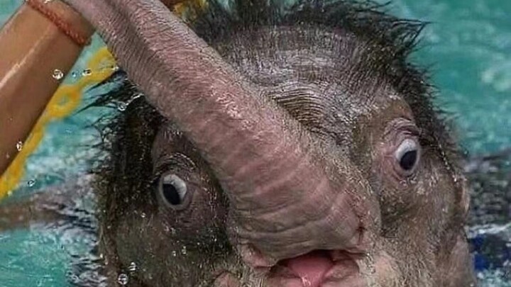 聪明大象宝宝发现了鼻子的新用途