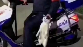 "Ketangkap basah mencuri makanan, kucing dan barang curiannya tertangkap!"